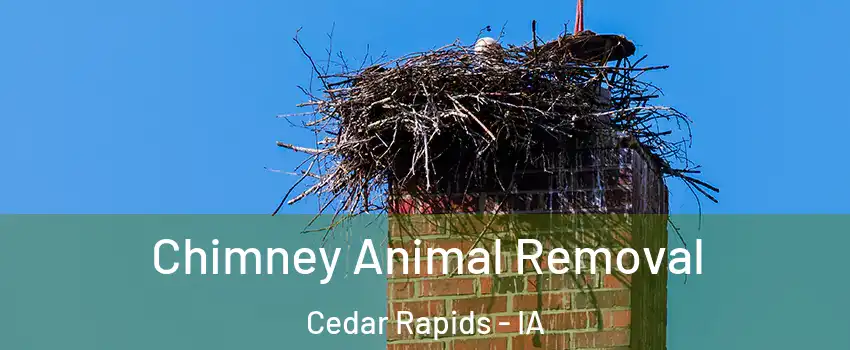  Chimney Animal Removal Cedar Rapids - IA