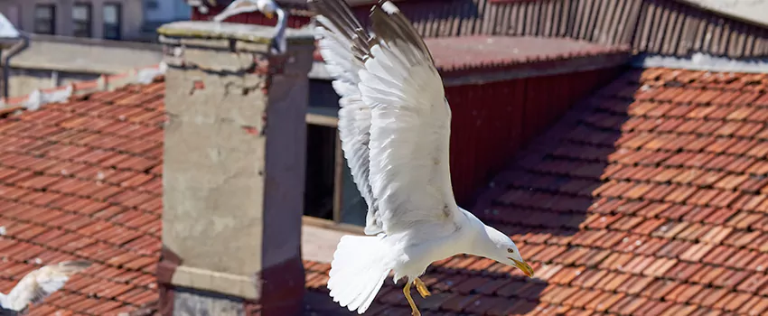 Residential Chimney Animal Removal Solution in Cedar Rapids, IA